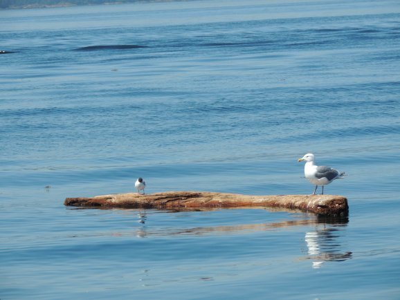 Floating Hazard Markers