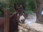 Farmlife in Portugal, Quinta do Burro