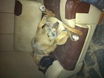 Sabado has his own special chair! such a mastiff....