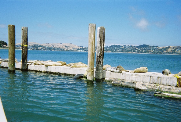 Harbor seals on the way in to Anderson's Boatyard, Sausalito