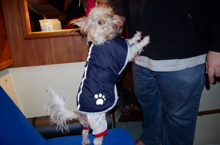 38 degrees, 15-20 knots of wind, long walk to the pet area. Scupper is layered up in his jammies and fleece lined coat. When he gets back after 15-20 minutes outside he is toasty warm under the coat :)