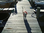 Roxy wearing offshore harness and pirate bandana.