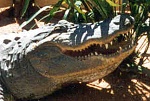 18b. 1999 Al E. Gator, happy in his new home at the Biophilia Nature Center (BNC). Here's a little Al E. Gator story. During A 5th grade tour at the...