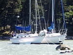 Amigo and Seawitch at Angel Island