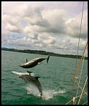 Bay of Islands Dolphins