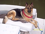 Akira my 2 year old German Shepherd Dog chillin on the back of the boat.