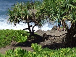 Landscape at Shark's Cove