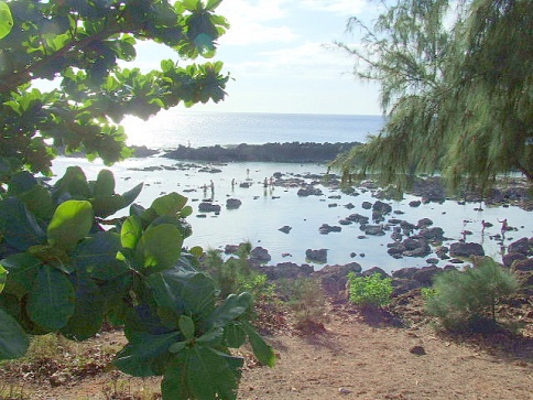 Shark's Cove snorkeling spot