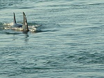 NW 2002 , Orcas are always near.