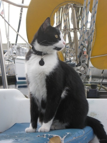 Urban boat kitteh.