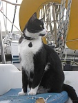 Urban boat kitteh.