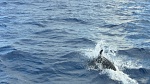 Large Pod Off Hatteras