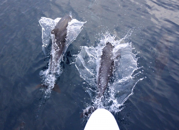 Dolphins on the job. I especially liked the dolphins in the dark night with bioluminescence. I sang to them in the dark and they would go into formation of three on each side, leaping together.