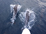 Dolphins on the job. I especially liked the dolphins in the dark night with bioluminescence. I sang to them in the dark and they would go into...