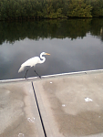 Egret