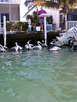 Pelicans begging