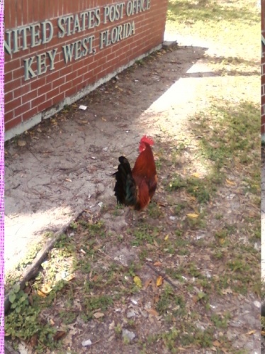 Key West is going to the birds...lol