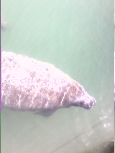 Manatee