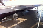 Croc under boat