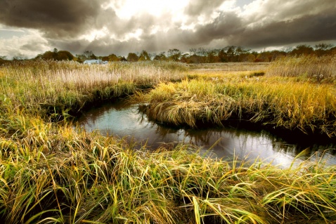 Saltwater Marsh