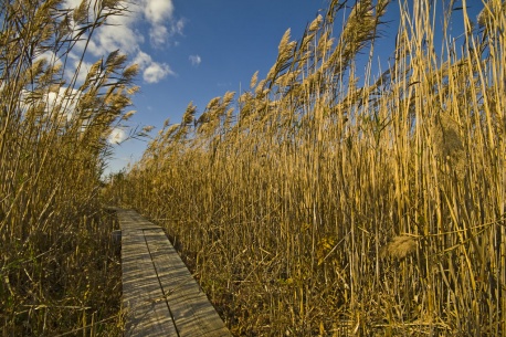 Salt Marsh Walkway