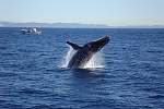 Some whale action off the Gold Coast