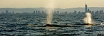 Whales in front of Surfers Paradise Gold Coast