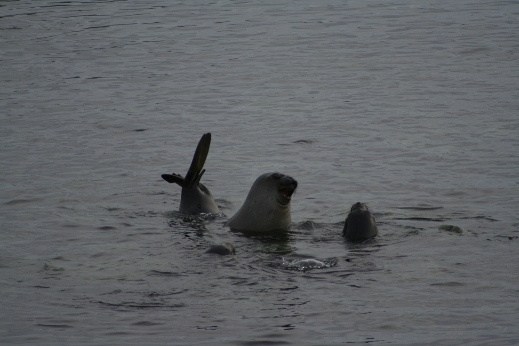 Elephant seals, Antarctic peninsula s