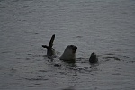 Elephant seals, Antarctic peninsula s