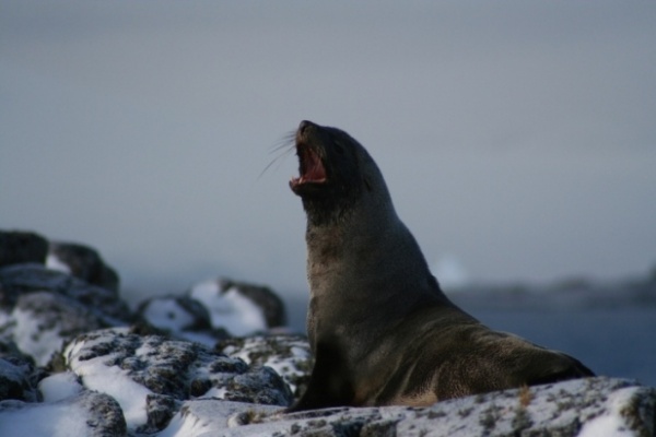 Fur Seal, Palmer Station s