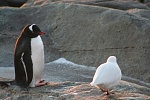 Gentoo penguin and Antarctic Sheathbill s