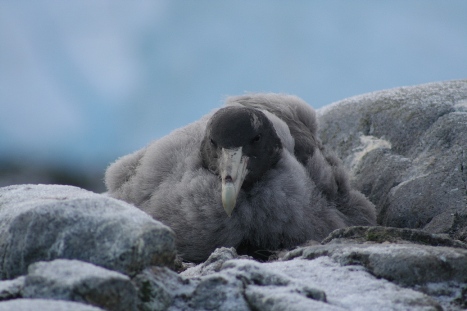 Giant Petrel Chick, Palmer Station s