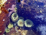 Tide Pool Life