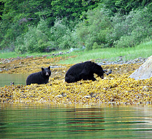 Black bears fishing