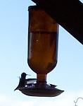 hummingbird