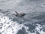 Dolphins off Cornwall