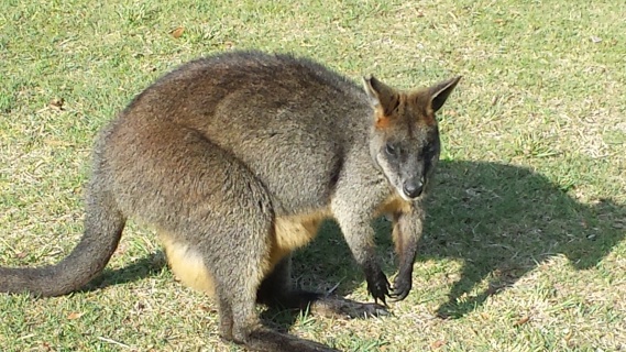 The locals at Pittwater.