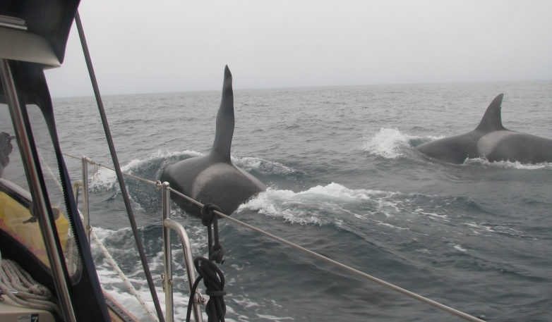 Orca off Coos Bay.  Bull and his Missus pay me a visit. Few moments later they add their teenage son and are off my stbd side. Honestly, I was a wee bit nervous with this guy between me and the missus..