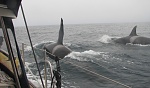 Orca off Coos Bay.  Bull and his Missus pay me a visit. Few moments later they add their teenage son and are off my stbd side. Honestly, I was a wee...