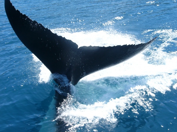 Tonga Whale Tail